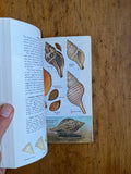 Seashells of North America: A Guide to Field Identification