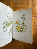 Kitty Little's Book of Herbal Beauty