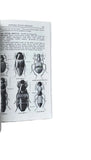 A Field Guide to the Insects of America North of Mexico