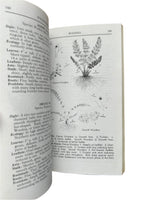 A Field Guide to the Ferns