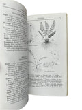 A Field Guide to the Ferns