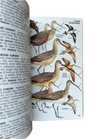 A Field Guide to the Birds East of the Rockies