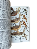 A Field Guide to the Birds East of the Rockies
