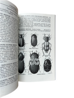 A Field Guide to the Insects