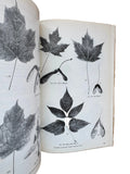 The Forest Trees of Ontario