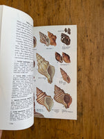 Seashells of North America: A Guide to Field Identification