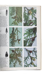 Trees of North America and Europe