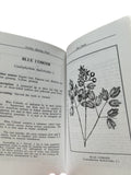 Herbal Birth Control