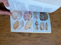 Seashells of North America: A Guide to Field Identification