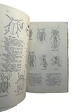 The Insect Collector's Guide