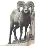 Handbook of the Canadian Rockies