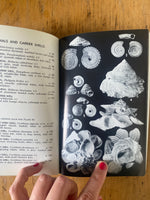 A Field Guide to Shells