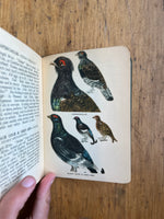 A Bird Book for the Pocket