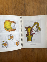 Illustrations Of Anatomy For Nurses