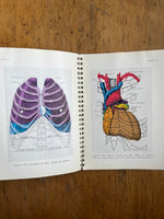 Illustrations Of Anatomy For Nurses