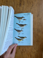A Field Guide to the Birds East of the Rockies: Essential Tips & Insights