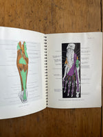 Illustrations Of Anatomy For Nurses