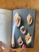 A Field Guide to Shells