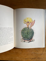 Decorative Cacti